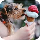 the dog eats ice cream